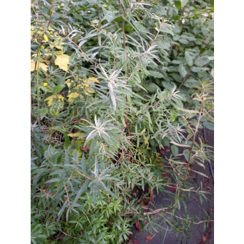 Rokitnik zwyczajny-Hippophae rhamnoides