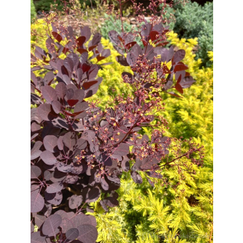 Perukowiec podolski Lilla-Cotinus coggygria