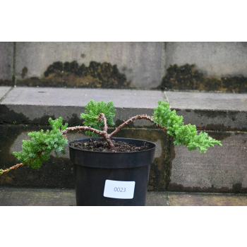 Jałowiec rozesłany Nana - Juniperus procumbens 0023