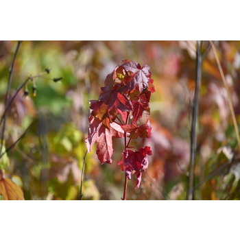 Ambrowiec amerykański - Liquidambar styraciflua