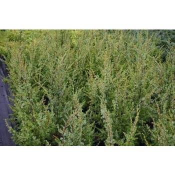 Jałowiec pospolity Hibernica - Juniperus communis