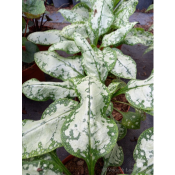 Miodunka-Pulmonaria Moonshine
