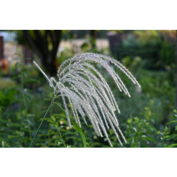 Miskant chiński Memory - Miscanthus sinensis