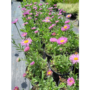 Aster alpejski różowy-Aster alpinus