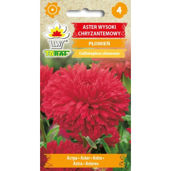 Aster chryzantemowy wysoki PŁOMIEŃ