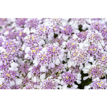Ubiorek wieczniezielony Pink Ice - Iberis sempervirens