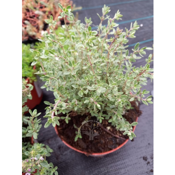 Macierzanka cytrynowa-Thymus x citriodorus Silver King