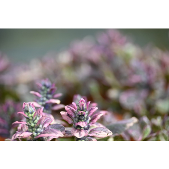 Dąbrówka rozłogowa Burgundy Glow - Ajuga reptans