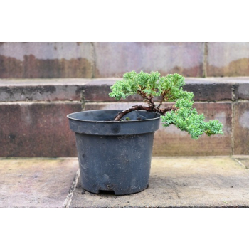 Jałowiec rozesłany Nana - Juniperus procumbens 0018