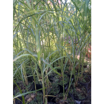 Miskant chiński-Miscanthus sinensis Giraffe