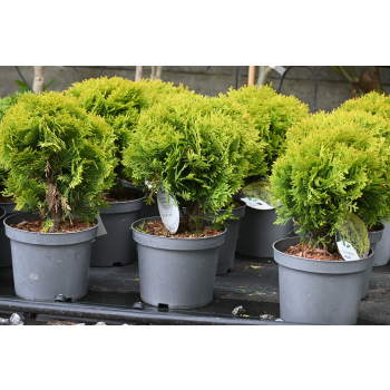 Żywotnik zachodni Mirjam - Thuja occidentalis
