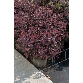 Rozchodnik ogrodowy Globe Purple - Sedum hybridum