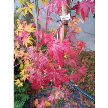 Klon palmowy-Acer palmatum