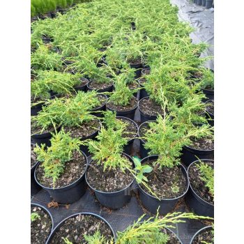 Jałowiec chiński Shimpaku-Juniperus chinensis