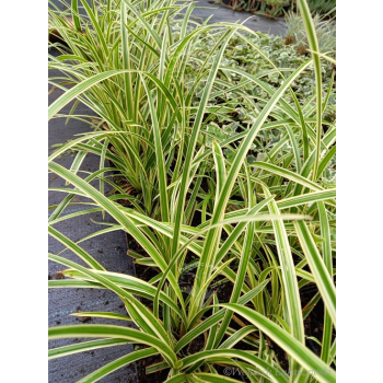 Turzyca japońska Gold Band-Carex morrowii