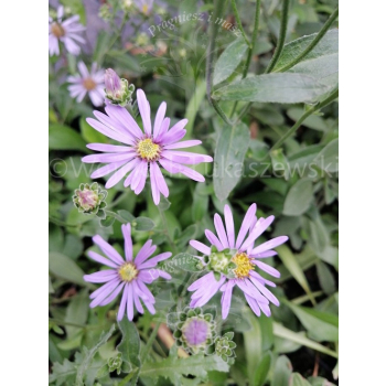 Aster gawędka-Aster amellus