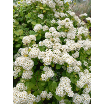 Tawuła brzozolistna Tor-Spiraea betulifolia