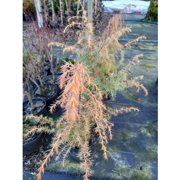 Jałowiec pospolity Kalebab - Juniperus communis