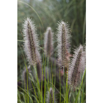 Rozplenica japońska National Arboretum - Pennisetum alopecuroides