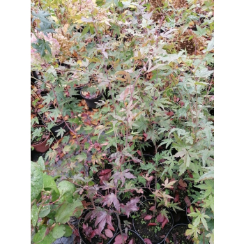 Klon palmowy-Acer palmatum