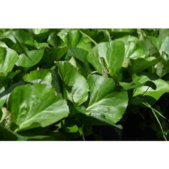 Bergenia sercolistna Jelle - Bergenia cordifolia
