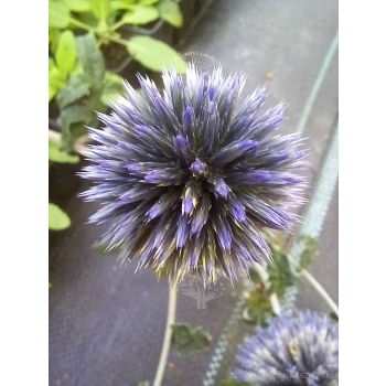 Przegorzan-Echinops ritro