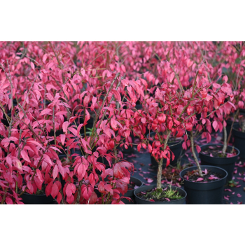 Trzmielina oskrzydlona Little Moses - Euonymus alatus