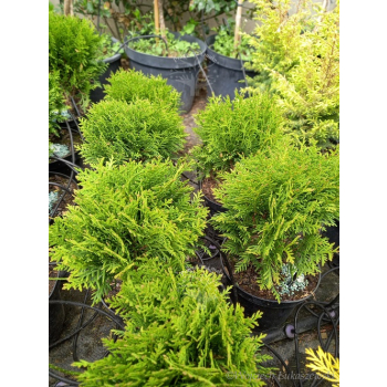 Żywotnik zachodni Danica-Thuja occidentalis