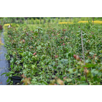 Klon polny - Acer campestre
