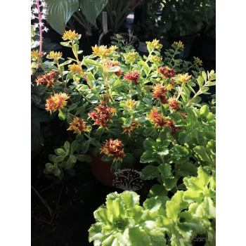 Rozchodnik kamczacki - Sedum kamtschaticum var. ellacombianum Rozchodnik kamczacki - Sedum kamtschaticum var. ellacombianum