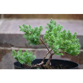 Jałowiec rozesłany Nana - Juniperus procumbens 0025