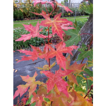 Klon ściętolistny - Acer truncatum