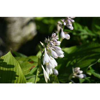 Funkia T- REX - Hosta