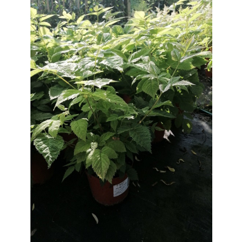Parzydło leśne - Aruncus dioicus (sylvestris)