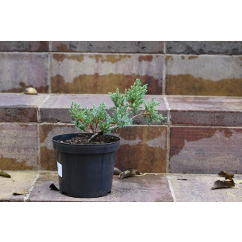 Jalowiec łuskowy Holger - Juniperus squamata 0005