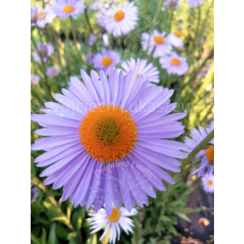 Aster tongolski-Aster tongolensis
