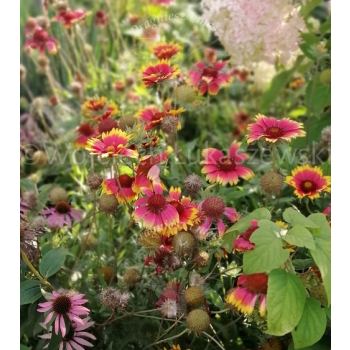 Gailardia niska-Gaillardia aristata