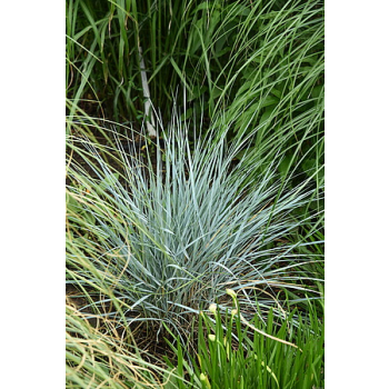 Wydmuchrzyca Magellana - Elymus magellanicuss