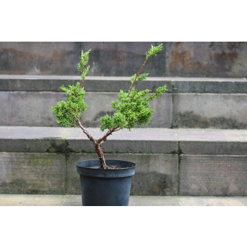 Jałowiec chiński Shimpaku - Juniperus chinensis 0081