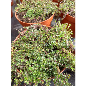 Macierzanka piaskowa Magic Carpet - Thymus serpyllum