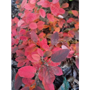 Fotergilla olszolistna Harold Epstein-Fothergilla gardenii