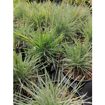 Strzęplica sina - Koeleria glauca