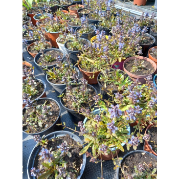 Dąbrówka rozłogowa wąskolistna-Ajuga reptans