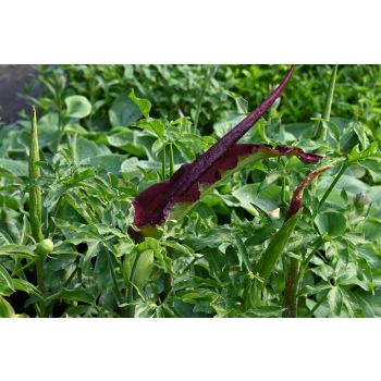 Drakunkulus zwyczajny - Dracunculus vulgaris