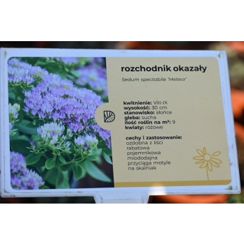 Rozchodnik okazały Meteor - Sedum spectabile
