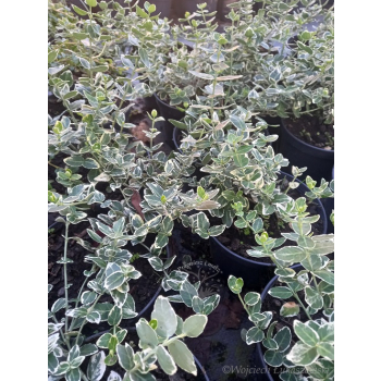 Trzmielina Emerald Gaiety-Euonymus fortunei