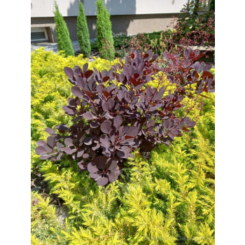 Perukowiec podolski Lilla-Cotinus coggygria