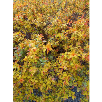 Tawuła japońska Goldflame - Spiraea japonica