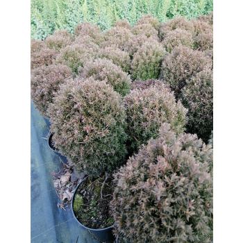 Żywotnik zachodni Teddy - Thuja occidentalis