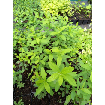 Tawuła Douglasa-Spiraea douglasii